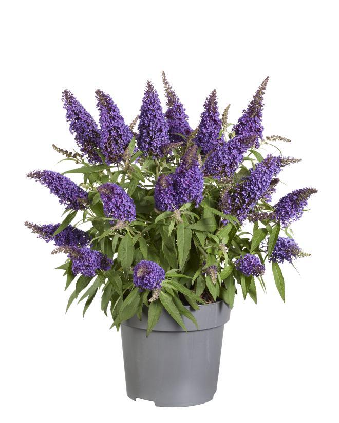 Buddleja Candy 'Little Purple' – Duftender Schmetterlingsstrauch Ø17cm