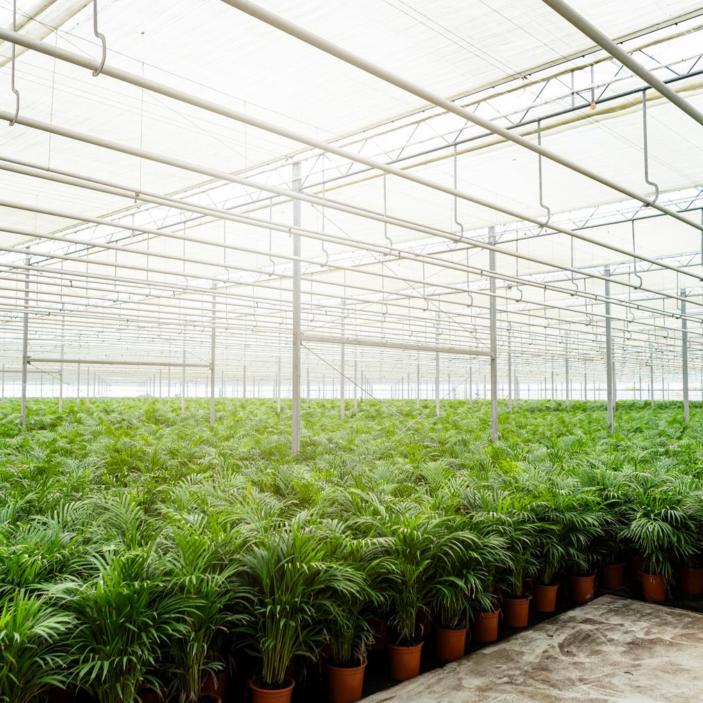 Areca-Palme Ø21cm – Luftreinigende Zimmerpflanze bis 110cm