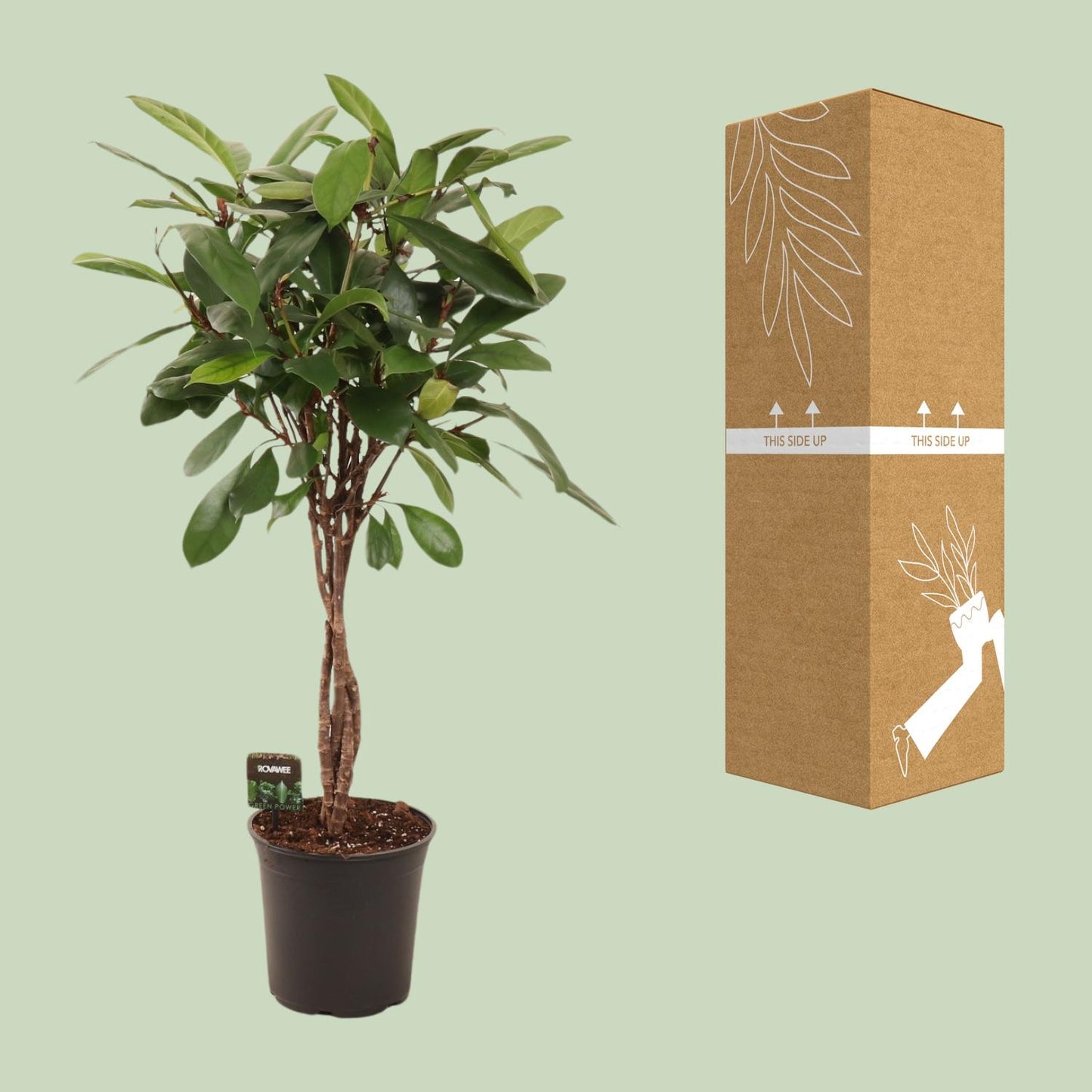 Ficus Cyathistipula Ø24cm – Pflegeleichte Zimmerpflanze