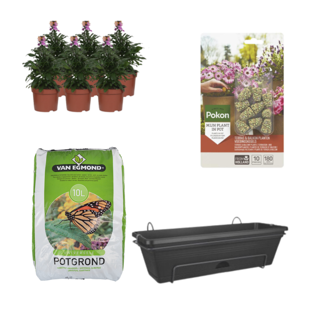 Balkonpflanzgefäß Schwarz DIY-Set mit Erysimum Purple Glow