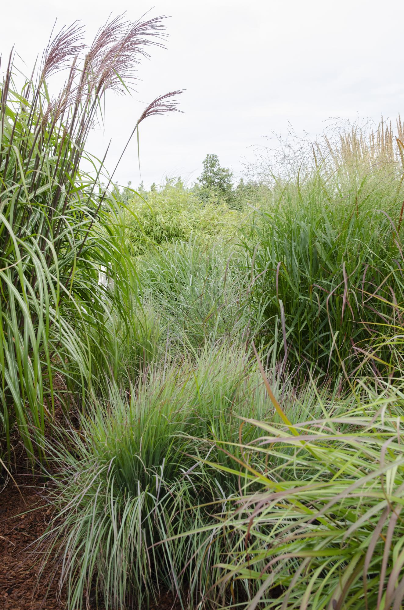 Panicum virgatum 'Prairie Sky' – Pflegeleichtes Ziergras Ø19cm