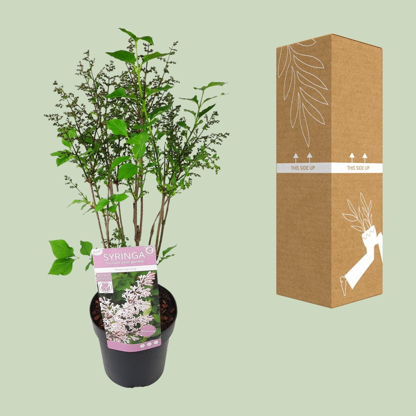 Flieder 'Violet Uprising' – Duftende Zimmer- und Gartenpflanze Ø19cm