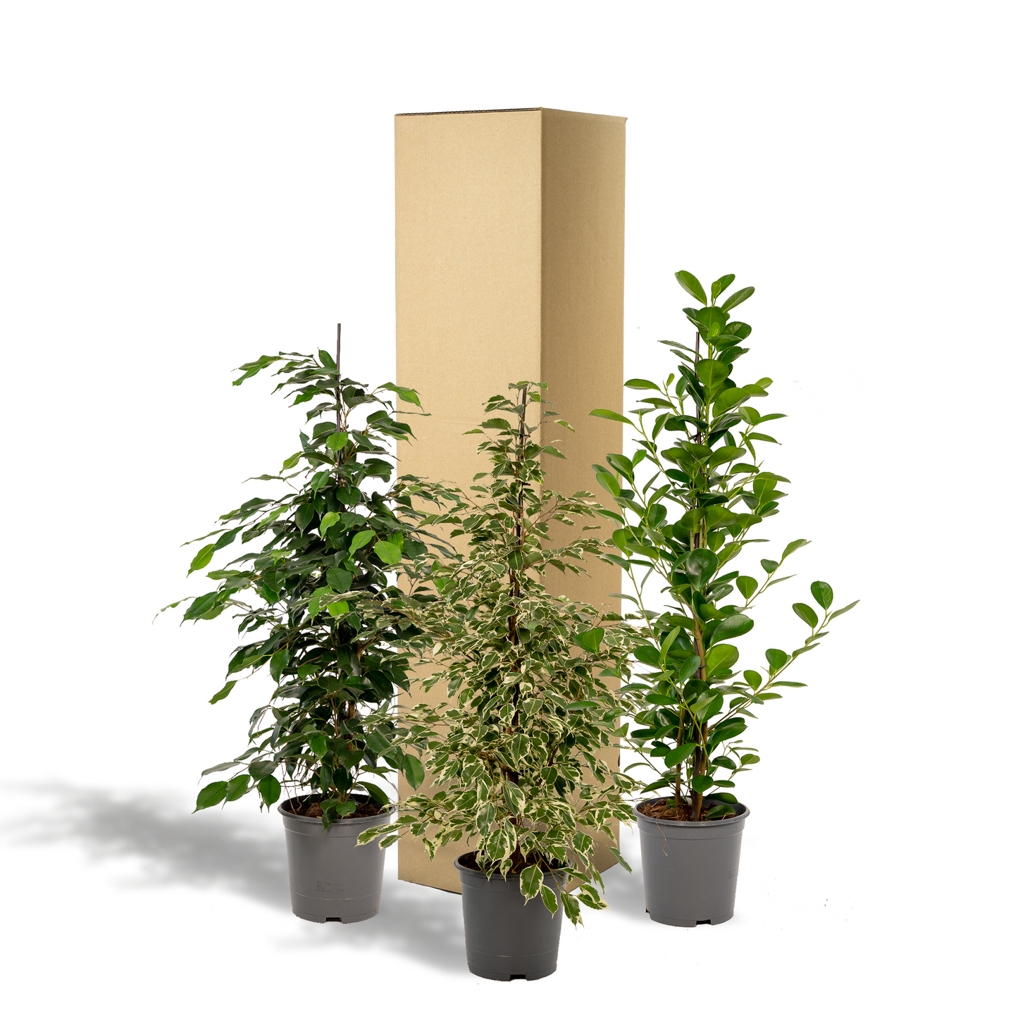 Ficus Benjamina Trio – Pflegeleichte Zimmerpflanzen Ø21cm
