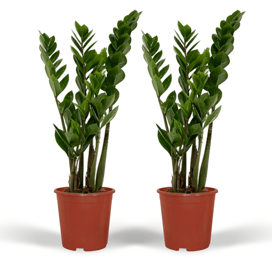 2x Zamioculcas Zamiifolia – Smaragdpalme, 50 cm, ø14 cm