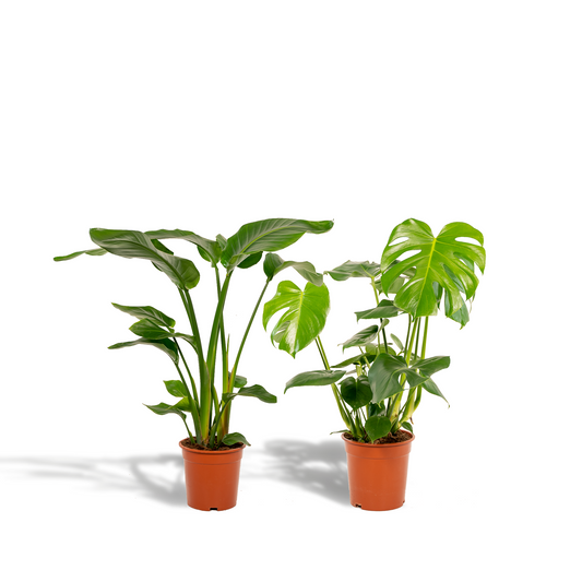 Strelitzia Nicolai & Monstera Deliciosa Set – Tropisches Duo Ø19-21cm