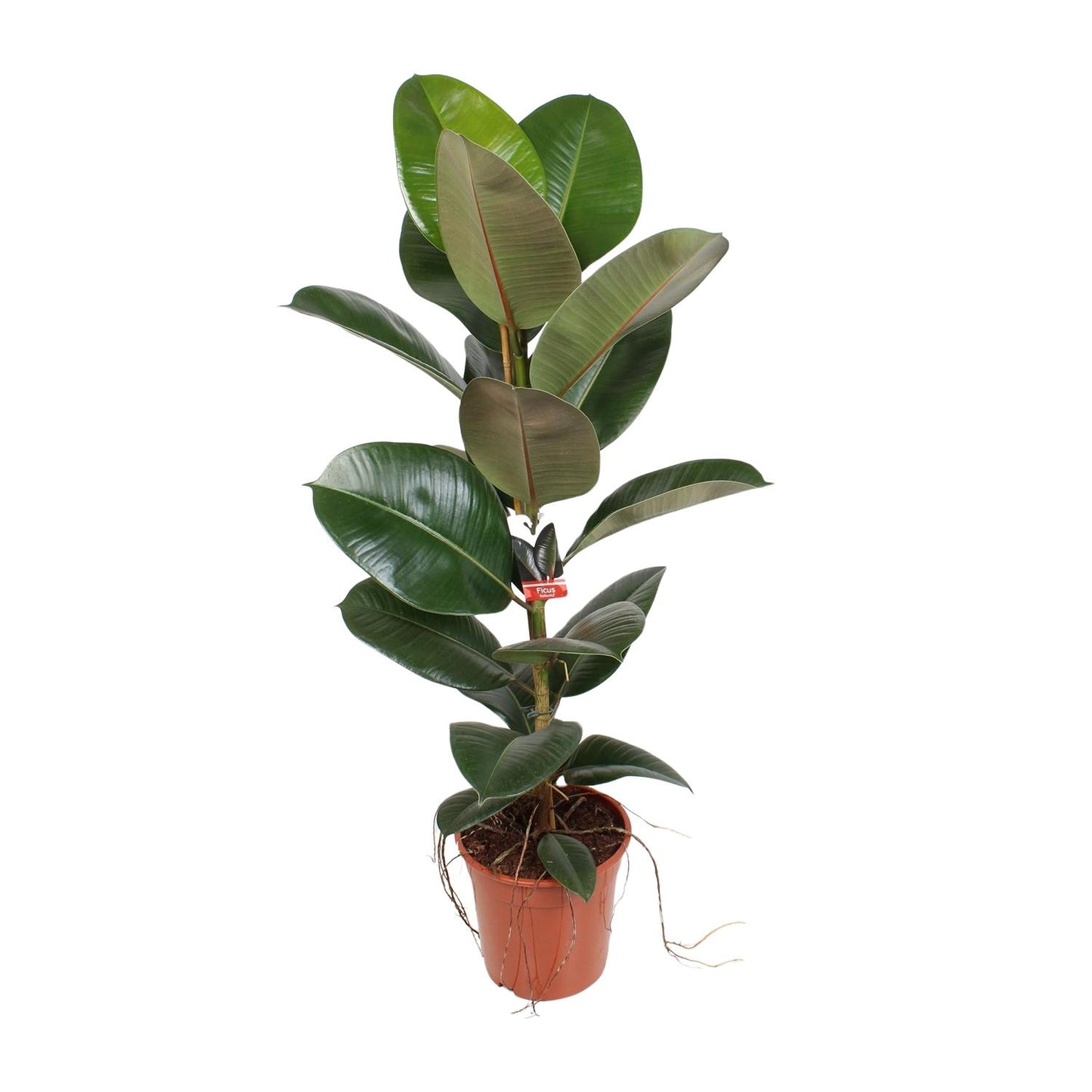 Gummibaum Robusta – 95 cm pflegeleichte Zimmerpflanze