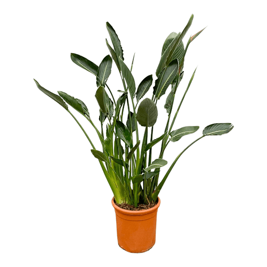 Strelitzia Reginae XL – Exotische Paradiesvogelblume 160 cm