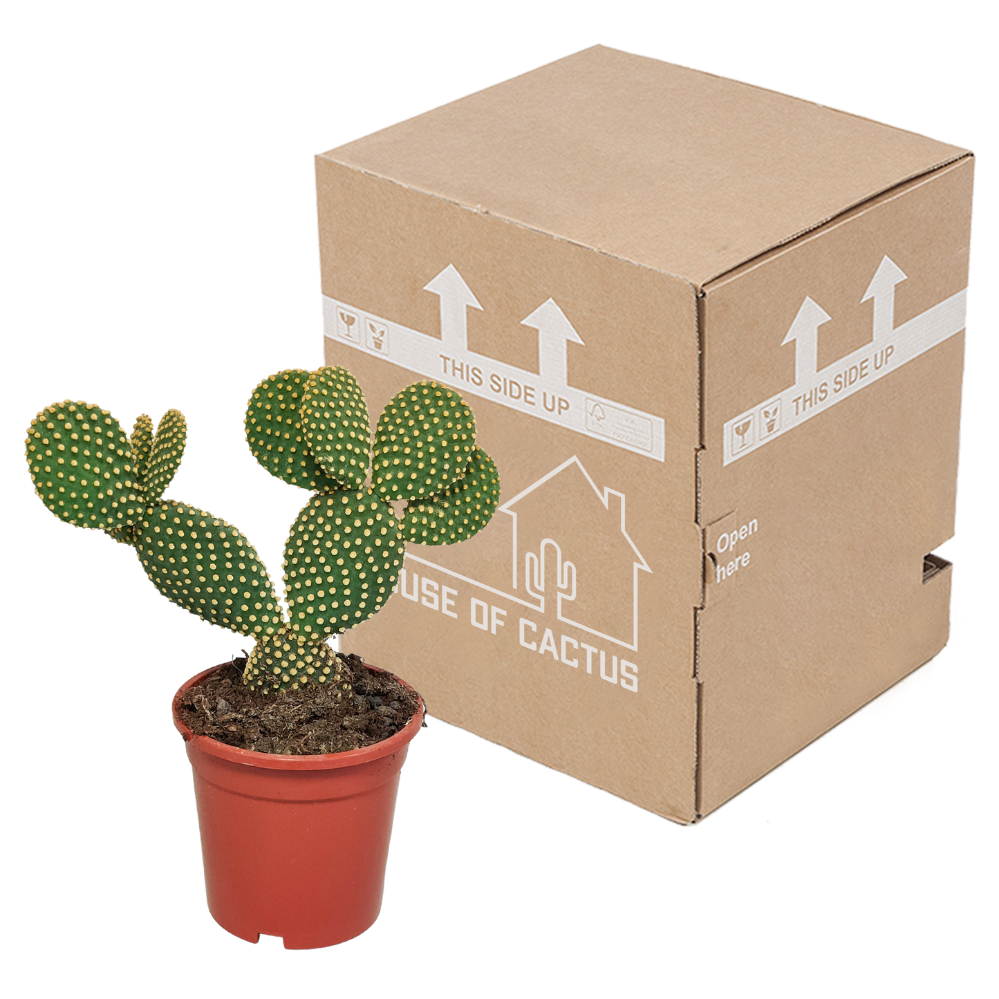 Opuntia microdasys – Pflegeleichter Zimmerkaktus 17 cm