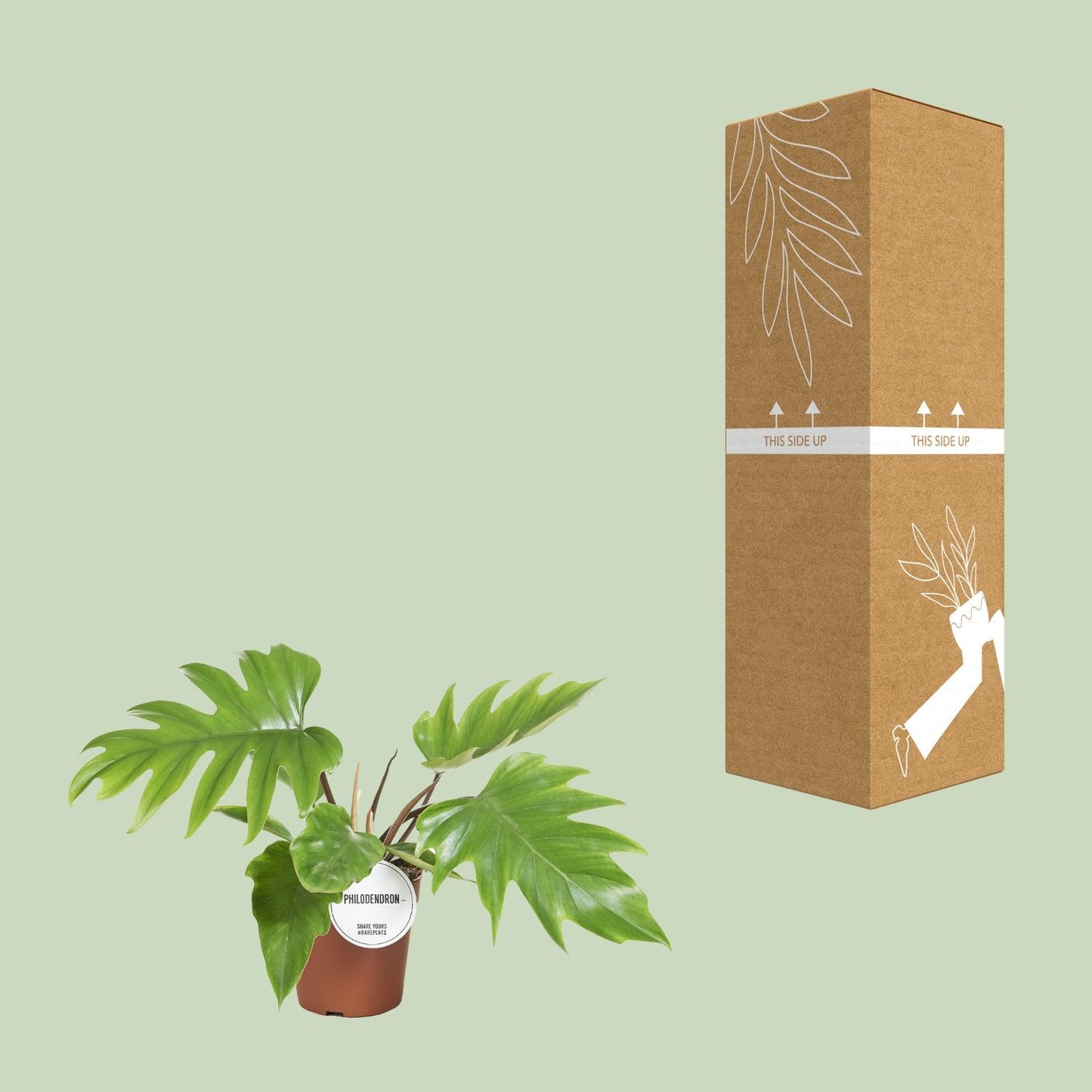 Philodendron Mayoi – Pflegeleichte tropische Zimmerpflanze Ø15cm