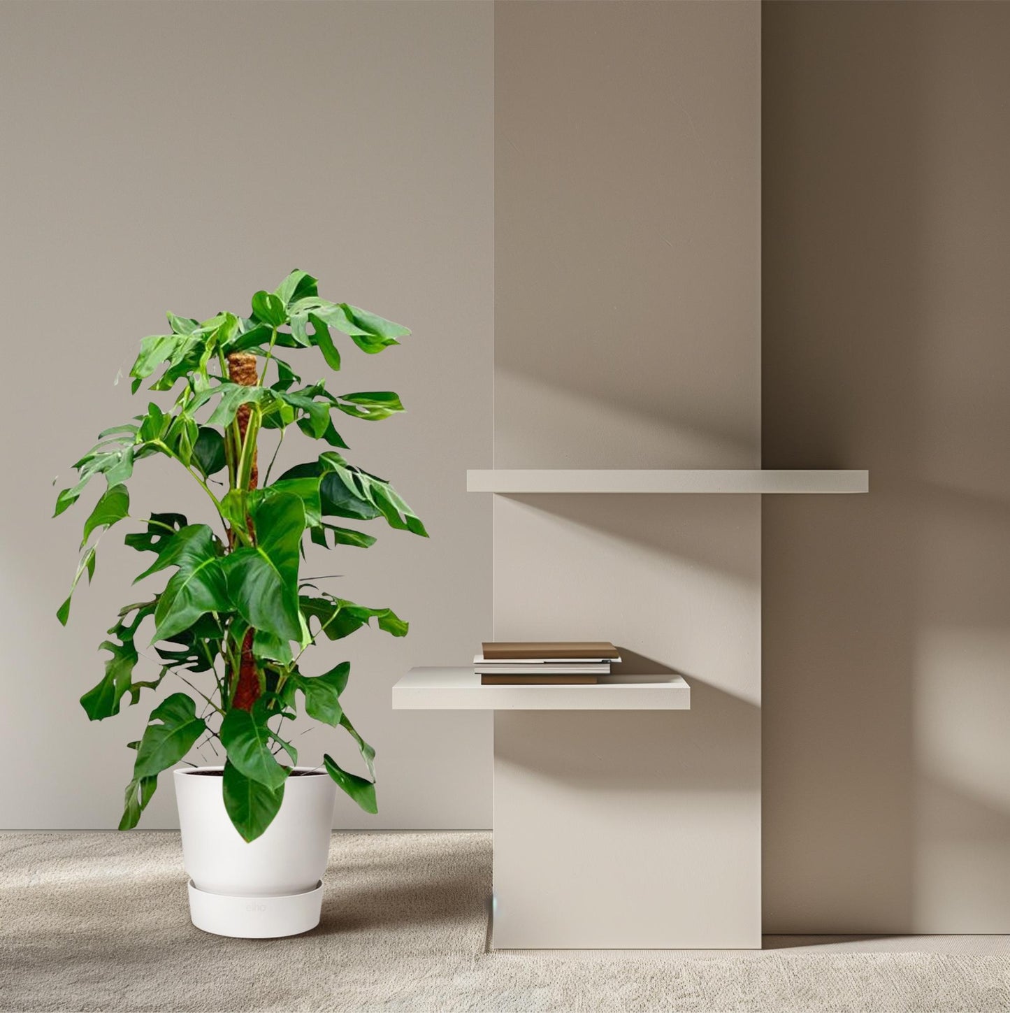 Monstera Pertusum – 120 cm – pflegeleichte Zimmerpflanze