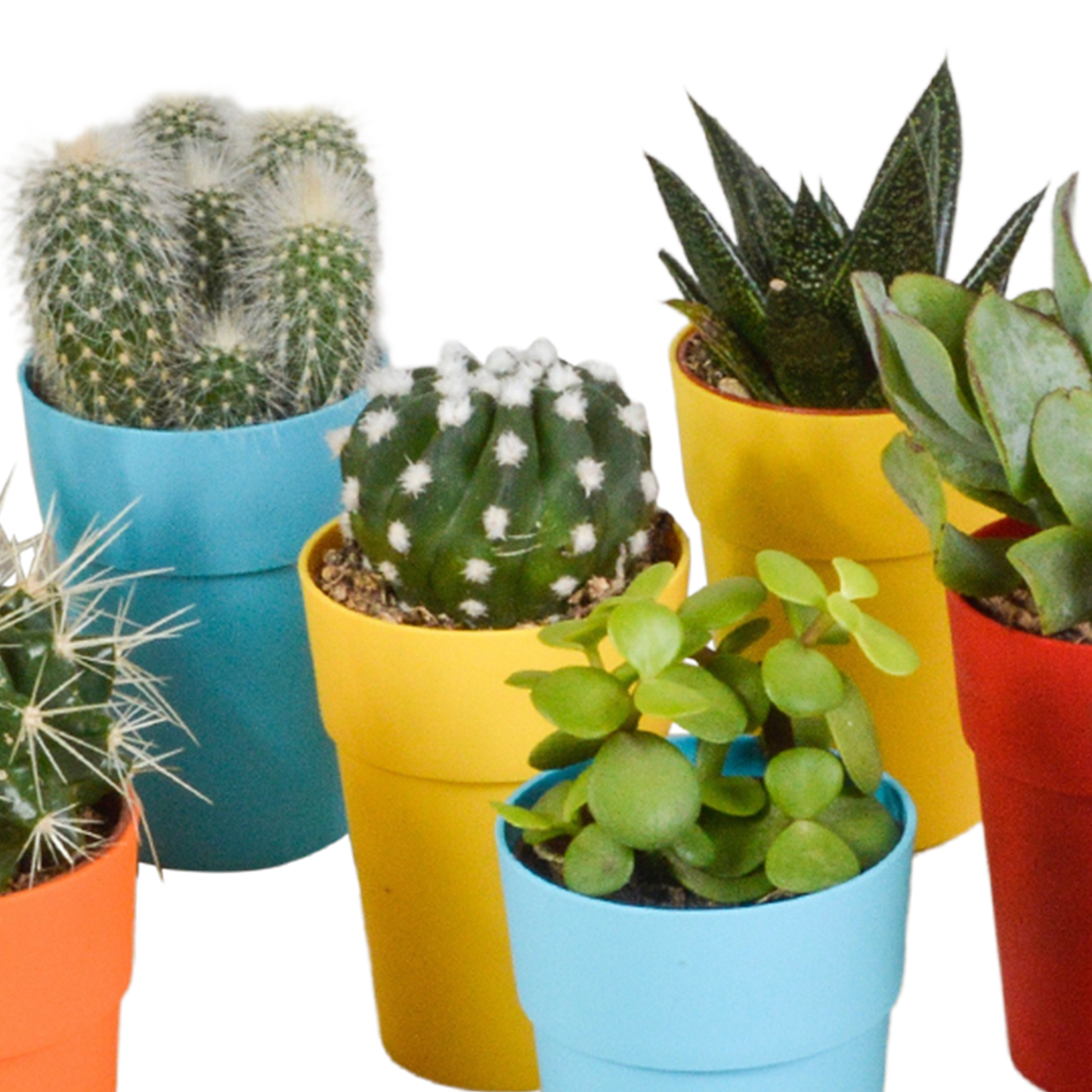 Bunte Kakteen- und Sukkulenten-Mischung 15er Set 5,5 cm