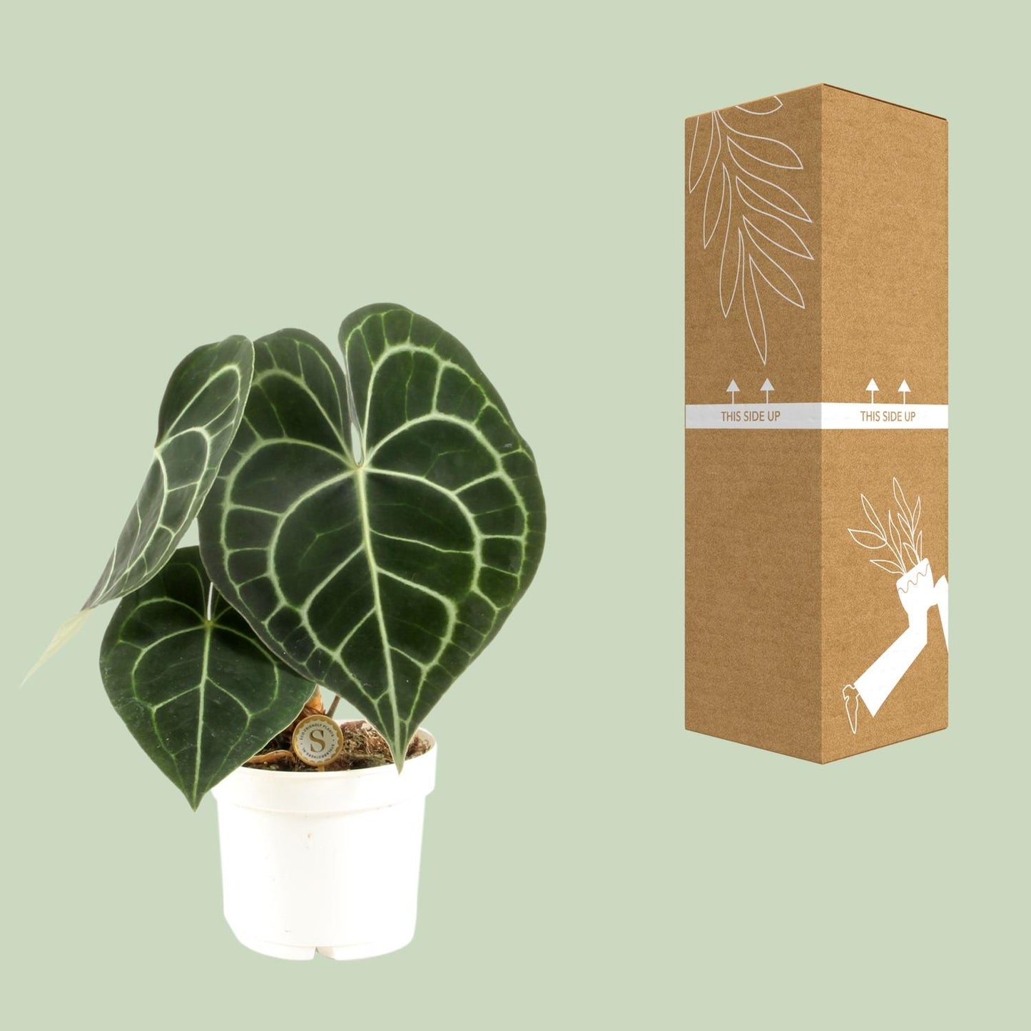 Anthurium Clarinervium – Pflegeleichte Tropische Zimmerpflanze Ø12cm
