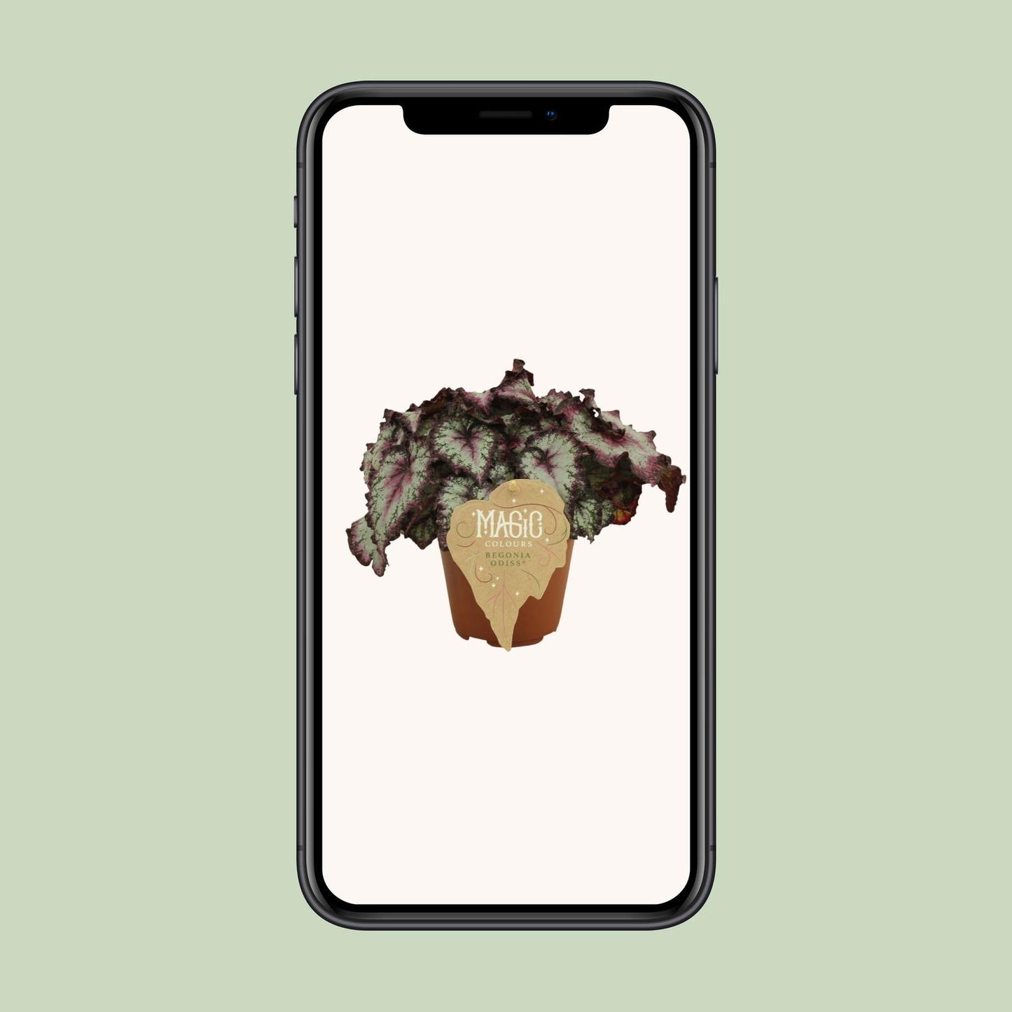 Begonia Rex Odissi – Bunte pflegeleichte Zimmerpflanze Ø12 cm