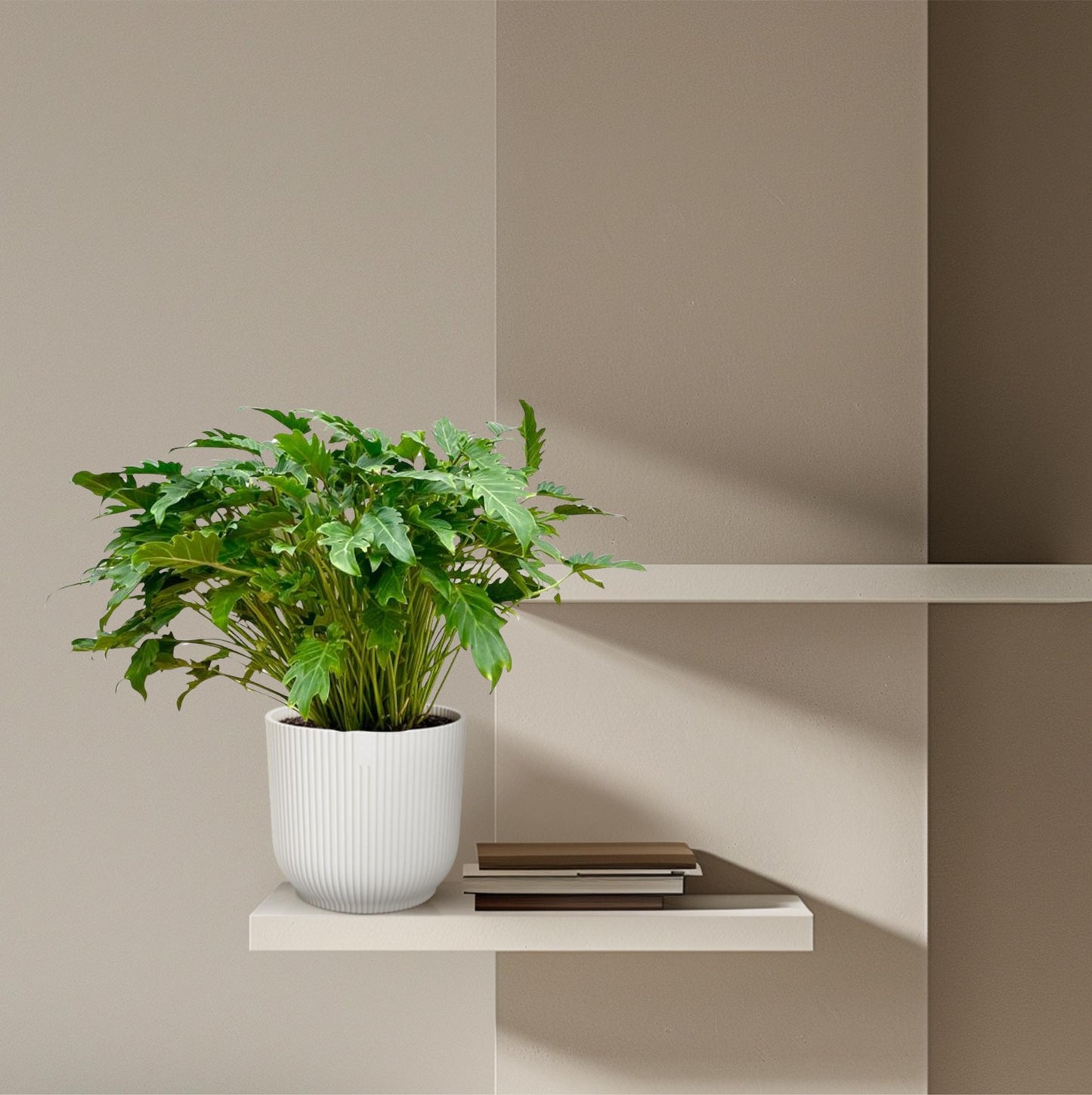 Philodendron Xanadu – Pflegeleichte tropische Zimmerpflanze