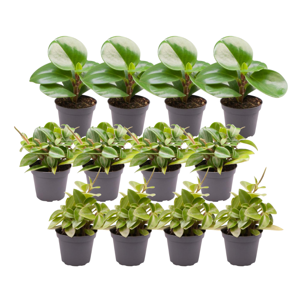 12er Set Peperomia Mix – Pflegeleichte Zimmerpflanzen