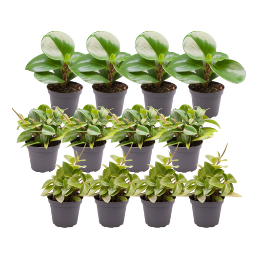 12er Set Peperomia Mix – Pflegeleichte Zimmerpflanzen