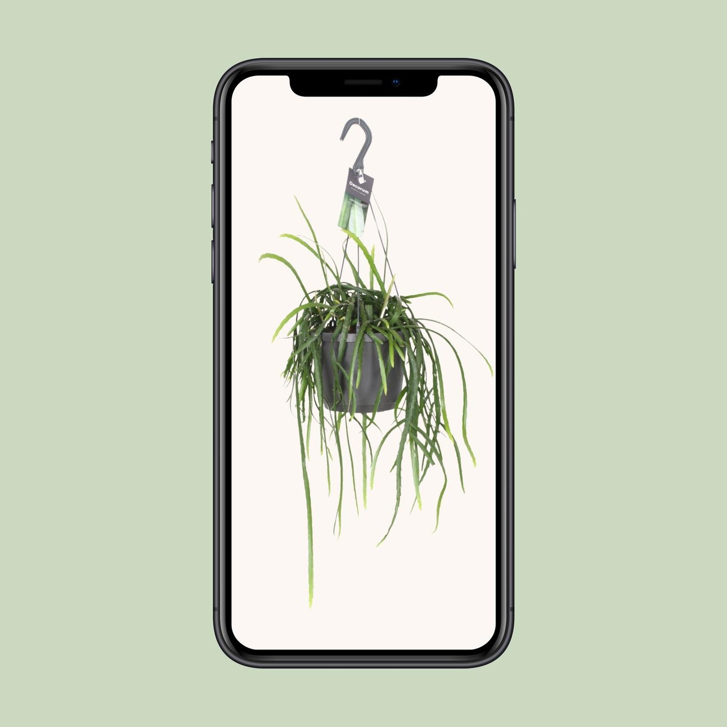 Lepisium Bolivianum Kaktus Ø17cm, Höhe 40cm – Pflegeleicht & Robust