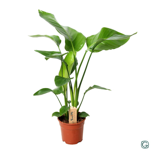 Strelitzia Nicolai – Majestätische Zimmerpflanze Ø17cm