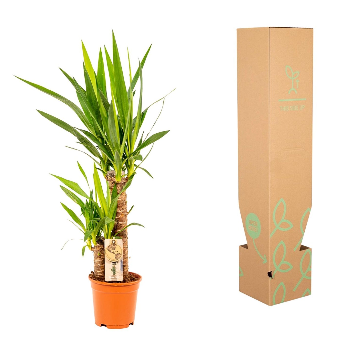 Yucca - Ø17 cm Topf - ca. 90 cm hoch