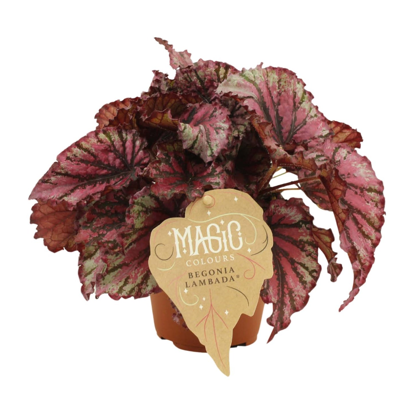 Begonia Rex Lambada – Pflegeleichte, farbenfrohe Zimmerpflanze Ø12 cm