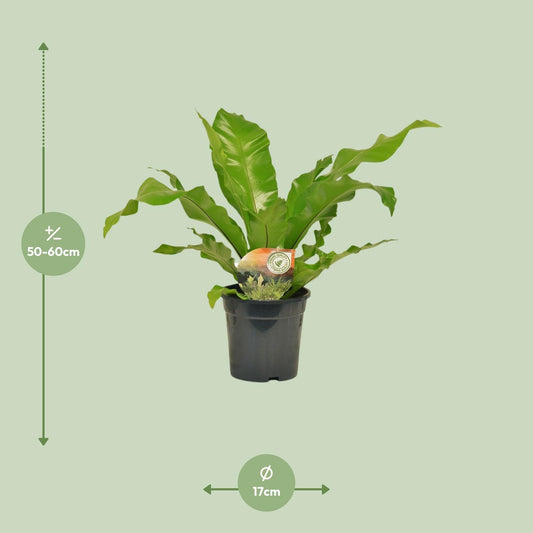 Asplenium Nidus - Pflegeleichter Nestfarn Ø17cm, 60cm Höhe