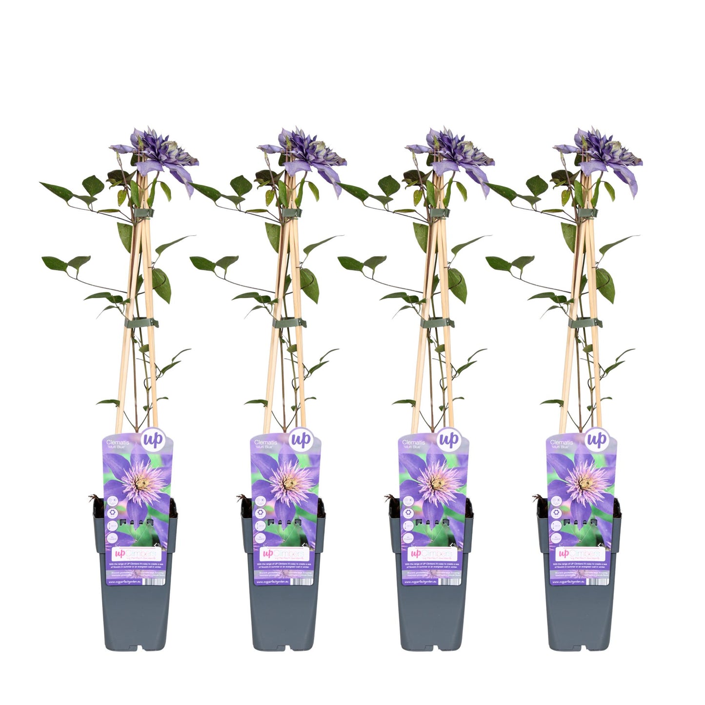 4x Clematis Multi Blue – Blühende, pflegeleichte Kletterpflanze