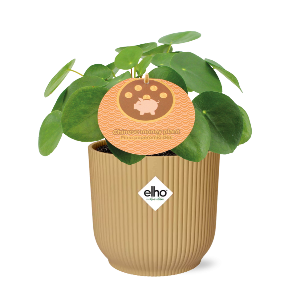 Pilea Peperomioides 12cm im gelben ELHO Vibes Fold Übertopf