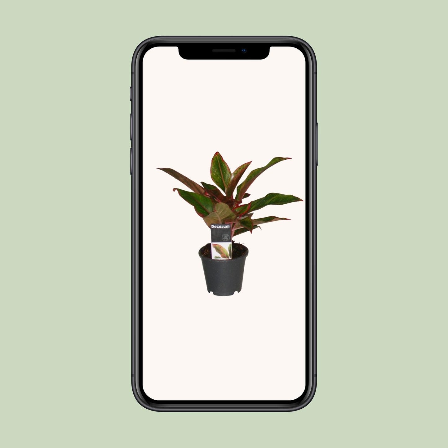 Aglaonema Crete – Pflegeleichte Zimmerpflanze Ø12cm