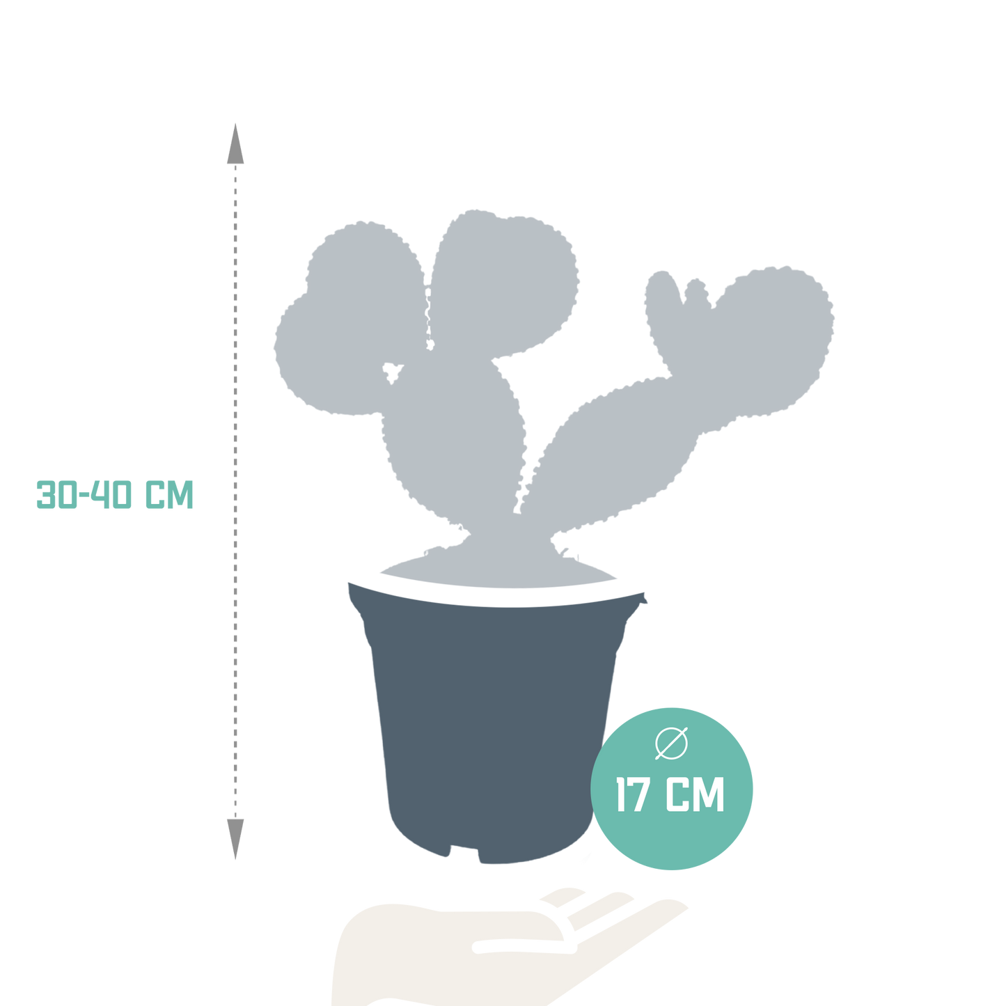 Opuntia microdasys – Pflegeleichter Zimmerkaktus 17 cm