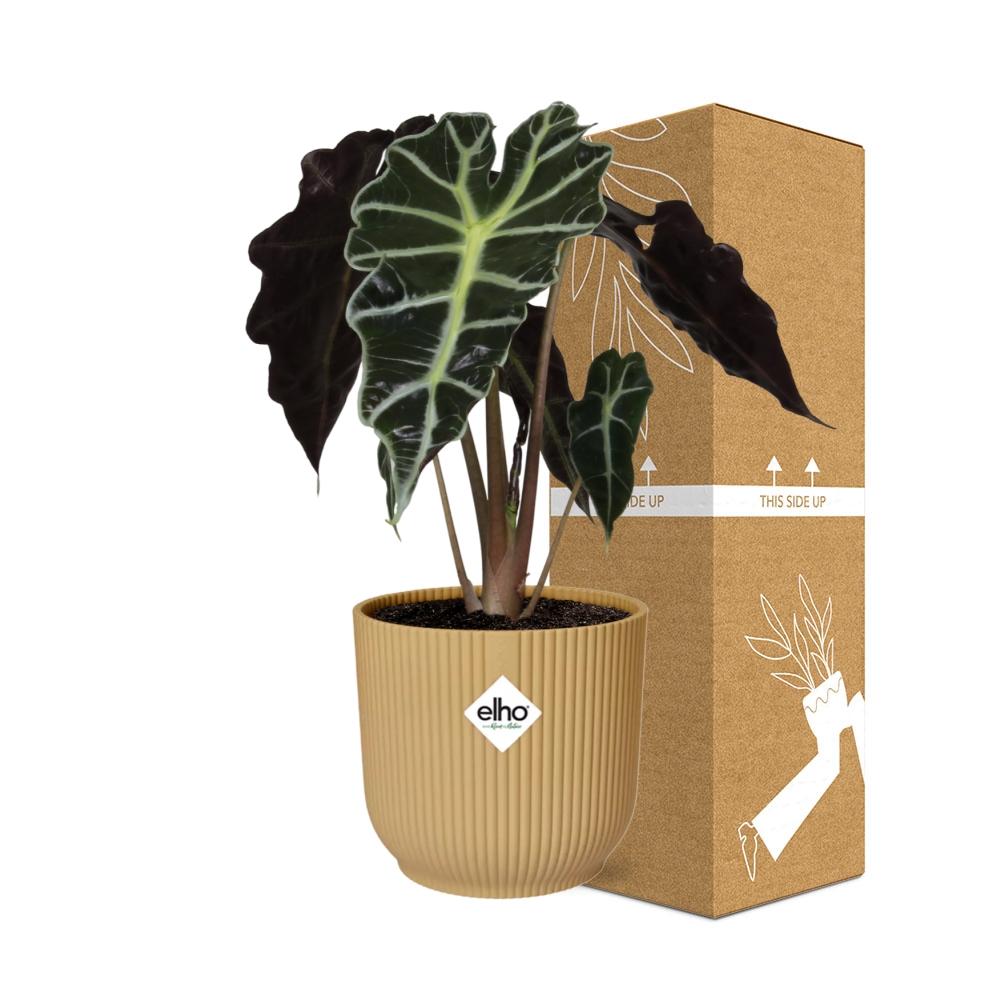 Alocasia ‘Polly’ – Tropische, pflegeleichte Zimmerpflanze im ELHO Vibes Fold Topf