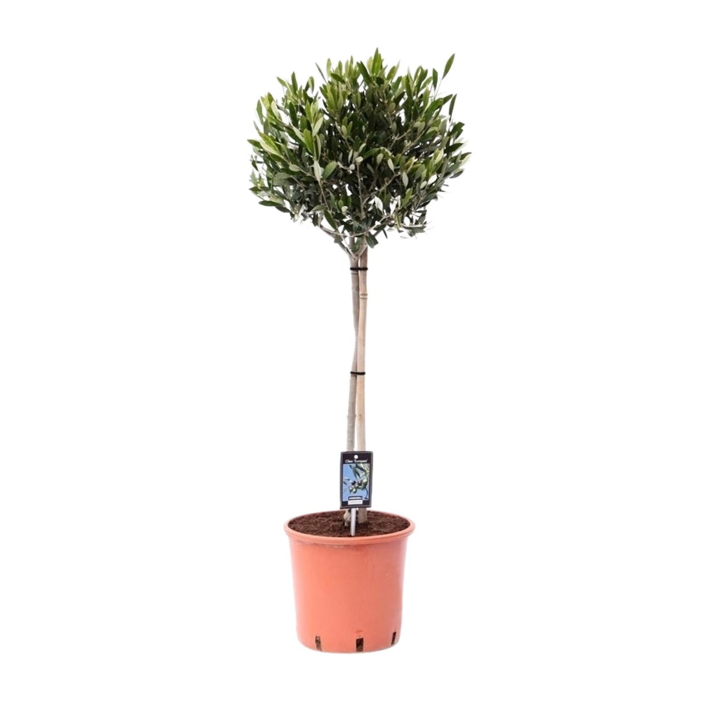 Gewöhnliche Olive (Olea europaea) Ø22cm, ca. 100cm hoch