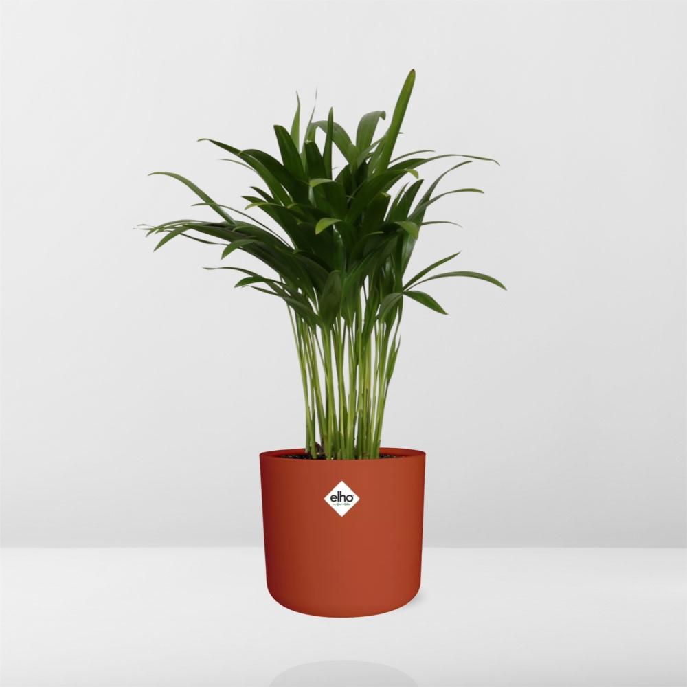 Areca Palme in ELHO b.for soft rund 14cm brique
