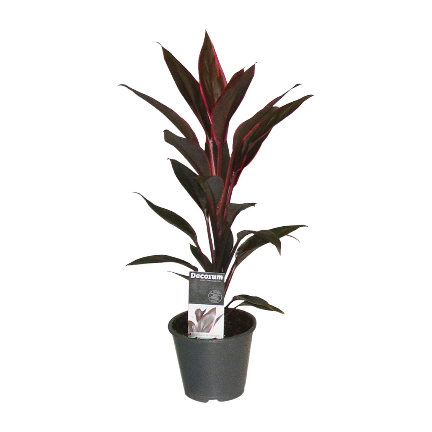 Cordyline Tango – Exotische, pflegeleichte Zimmerpflanze Ø12cm