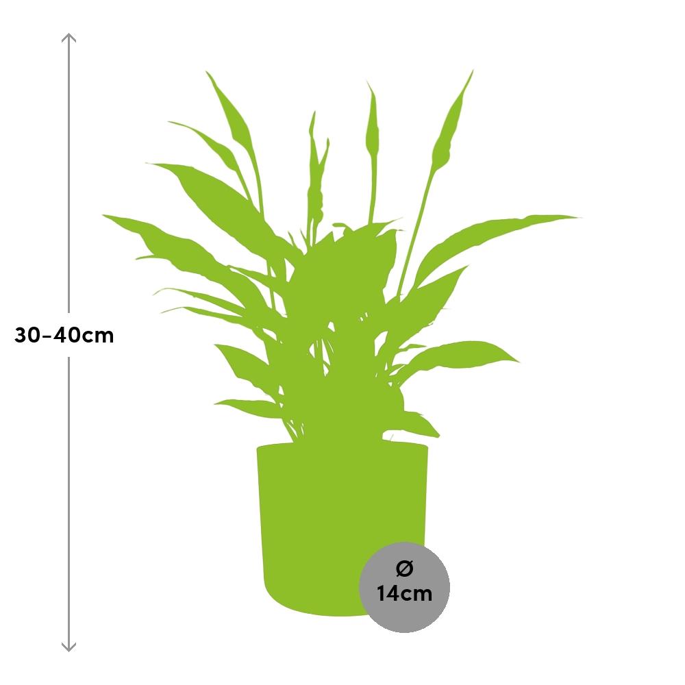Friedenslilie (Spathiphyllum) 12 cm im ELHO b.for soft Topf