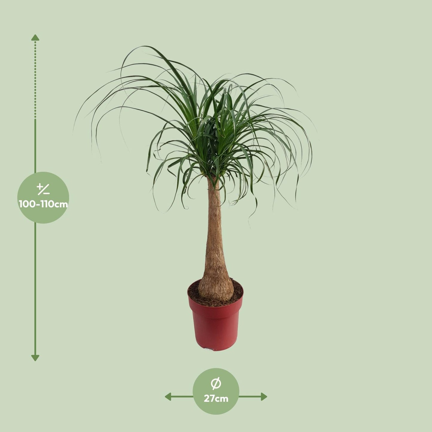 Elefantenfuß 'Maya Palm' – Pflegeleichte Zimmerpflanze 110 cm