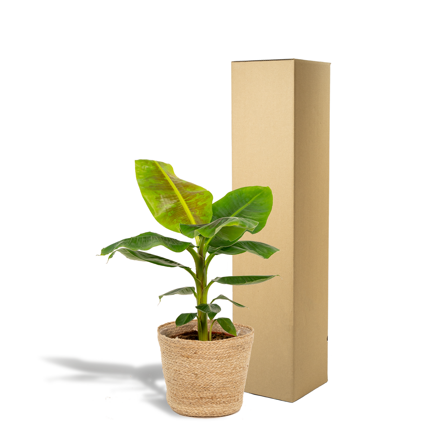 Musa Dwarf Cavendish – Tropische Bananenpflanze Ø21cm mit Korb