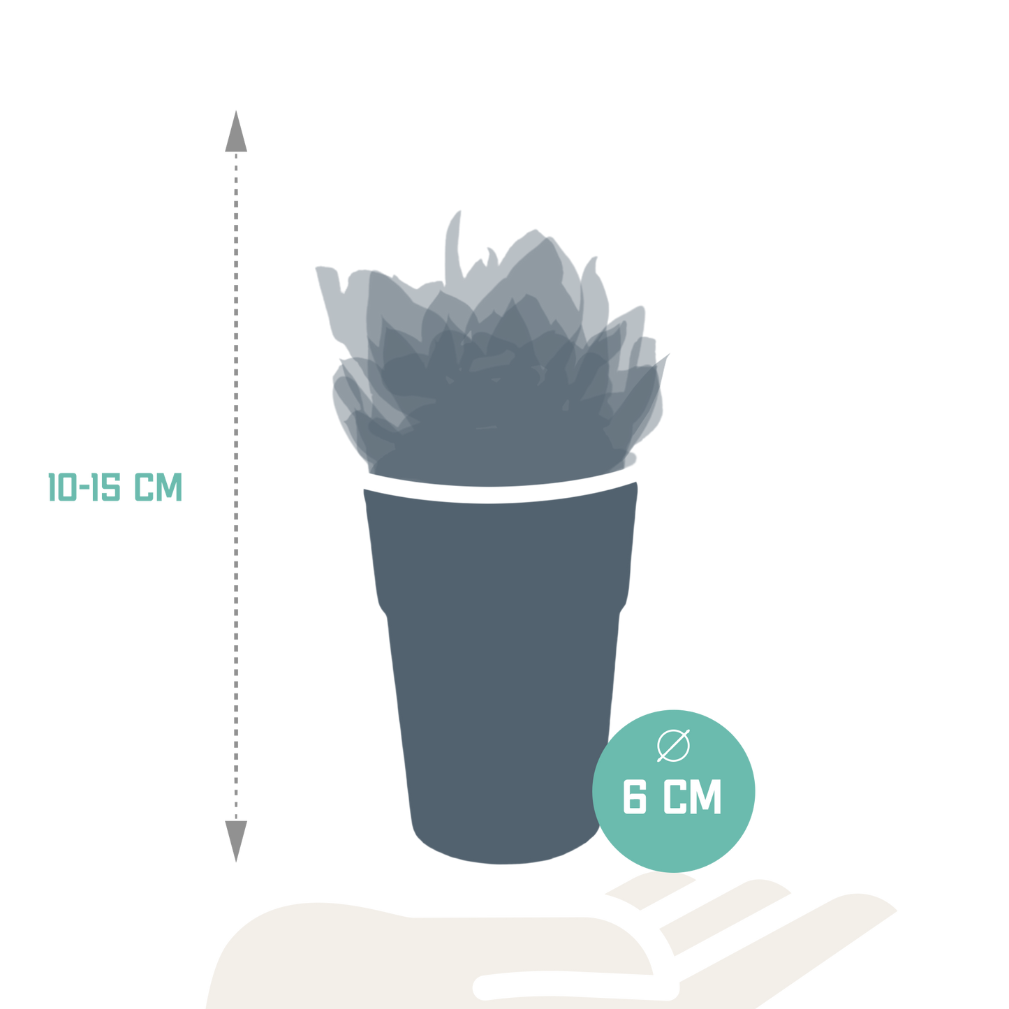 Vetplanten-Mischung 5er Set in farbigem Kunststofftopf