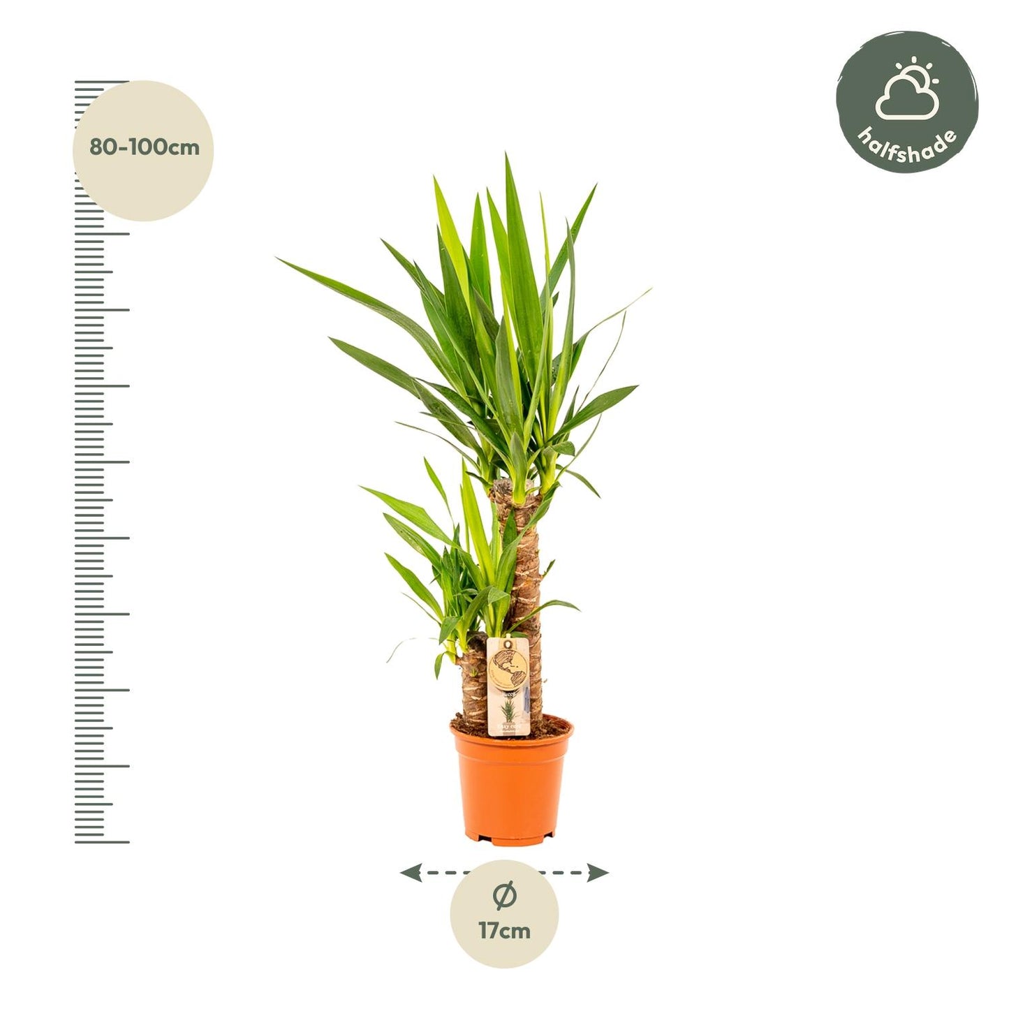 Yucca – Pflegeleichte und robuste Palmlilie Ø17cm, 90cm hoch