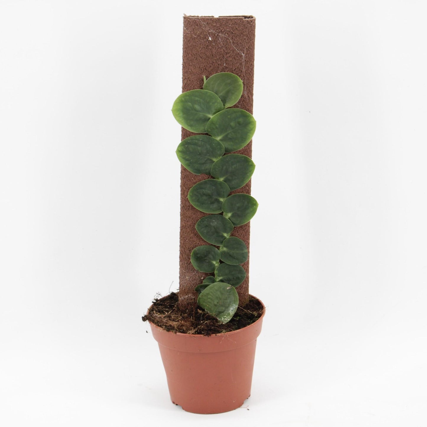 Rhaphidophora Celatocaulis – Tropische Kletterpflanze Ø14cm