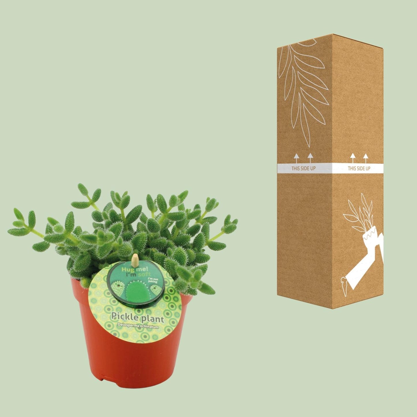 Gurkenpflanze – Pflegeleichte Sukkulente Ø12 cm, H20 cm