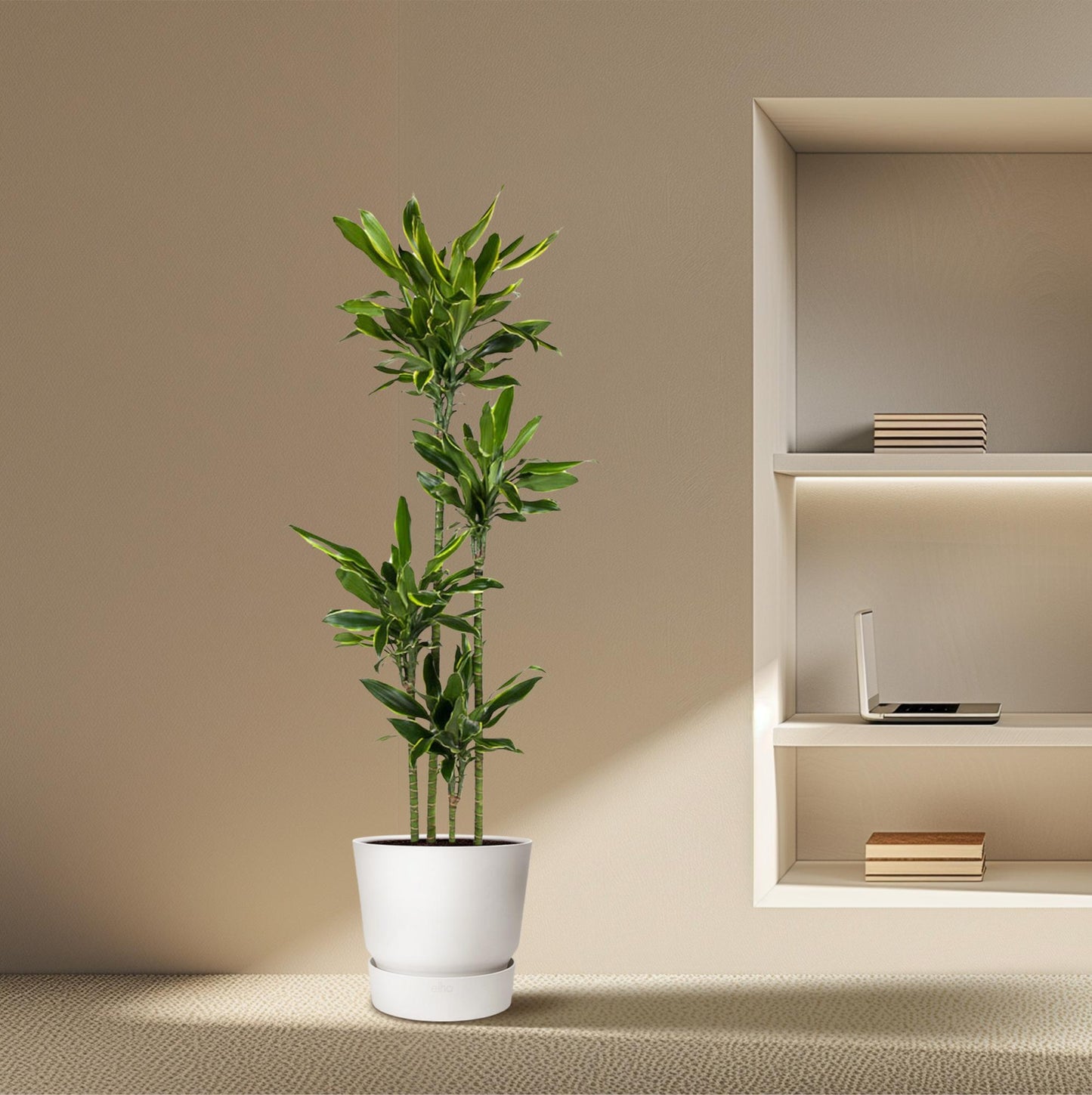 Dracaena Golden Coast – 170 cm, pflegeleichte Zimmerpflanze