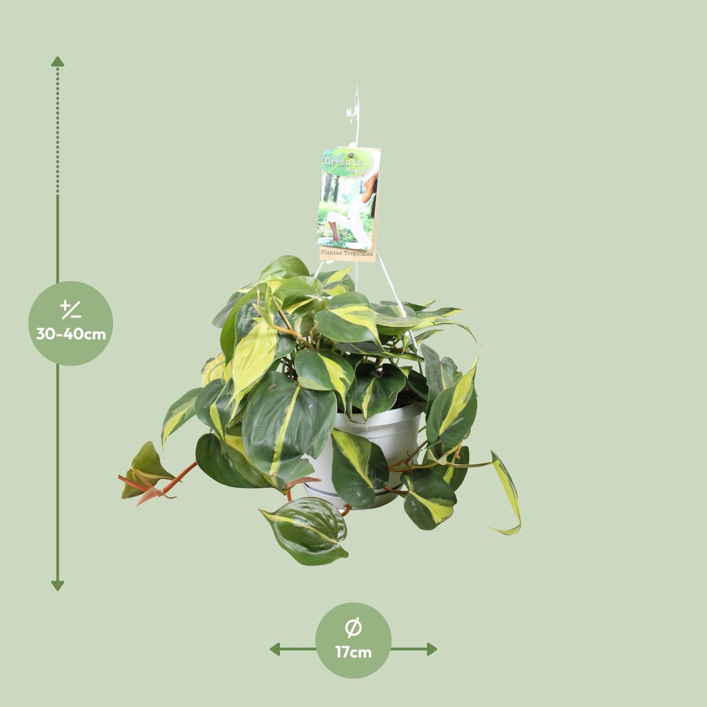 Philodendron Brasil – Pflegeleichte Zimmerpflanze Ø17cm
