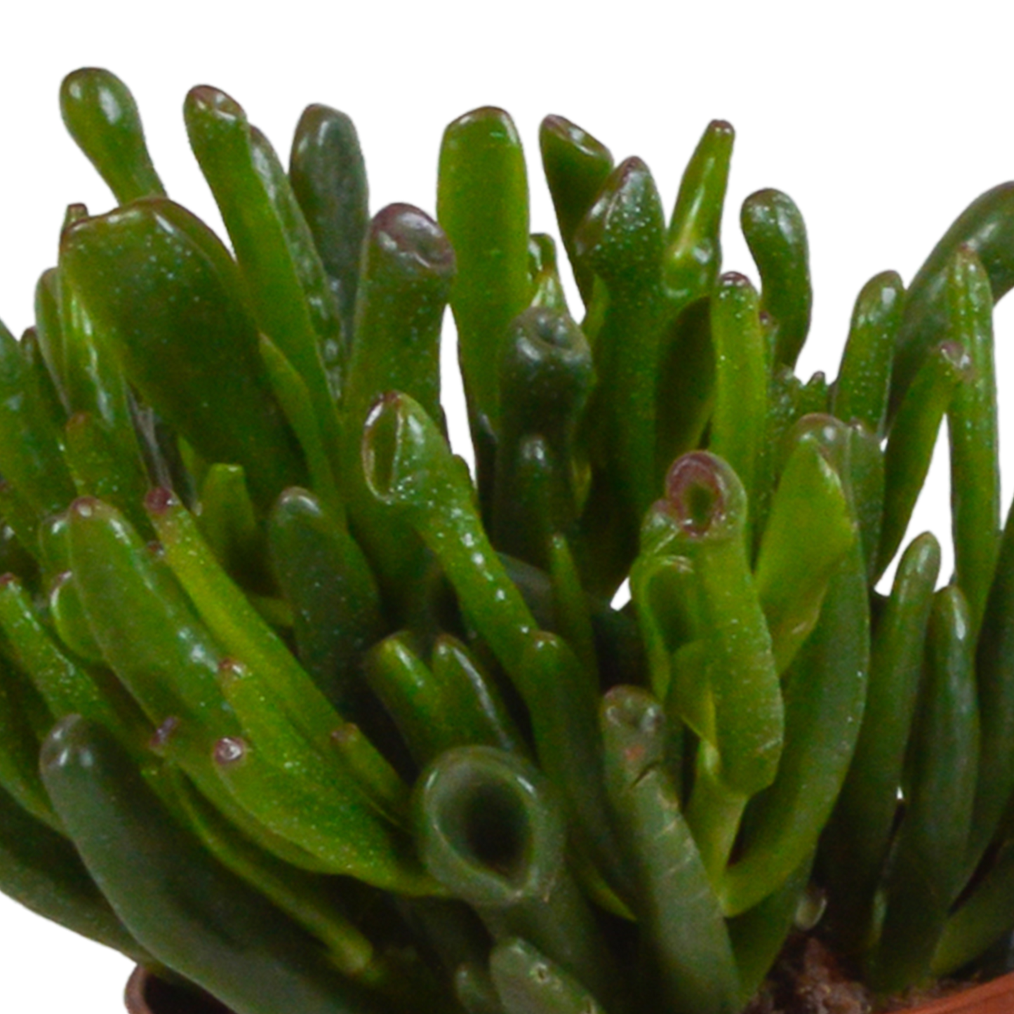 Crassula Sukkulenten 3er Set im Mexikanischen Topf 10,5 cm