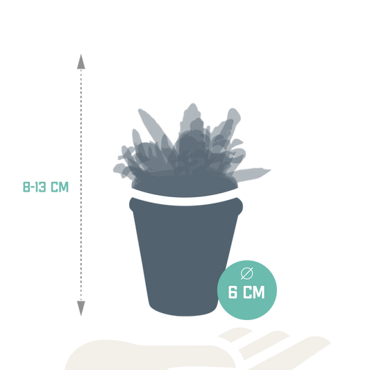 Vetplanten-Mischung 5,5 cm im Terrakottatopf – 5er Set