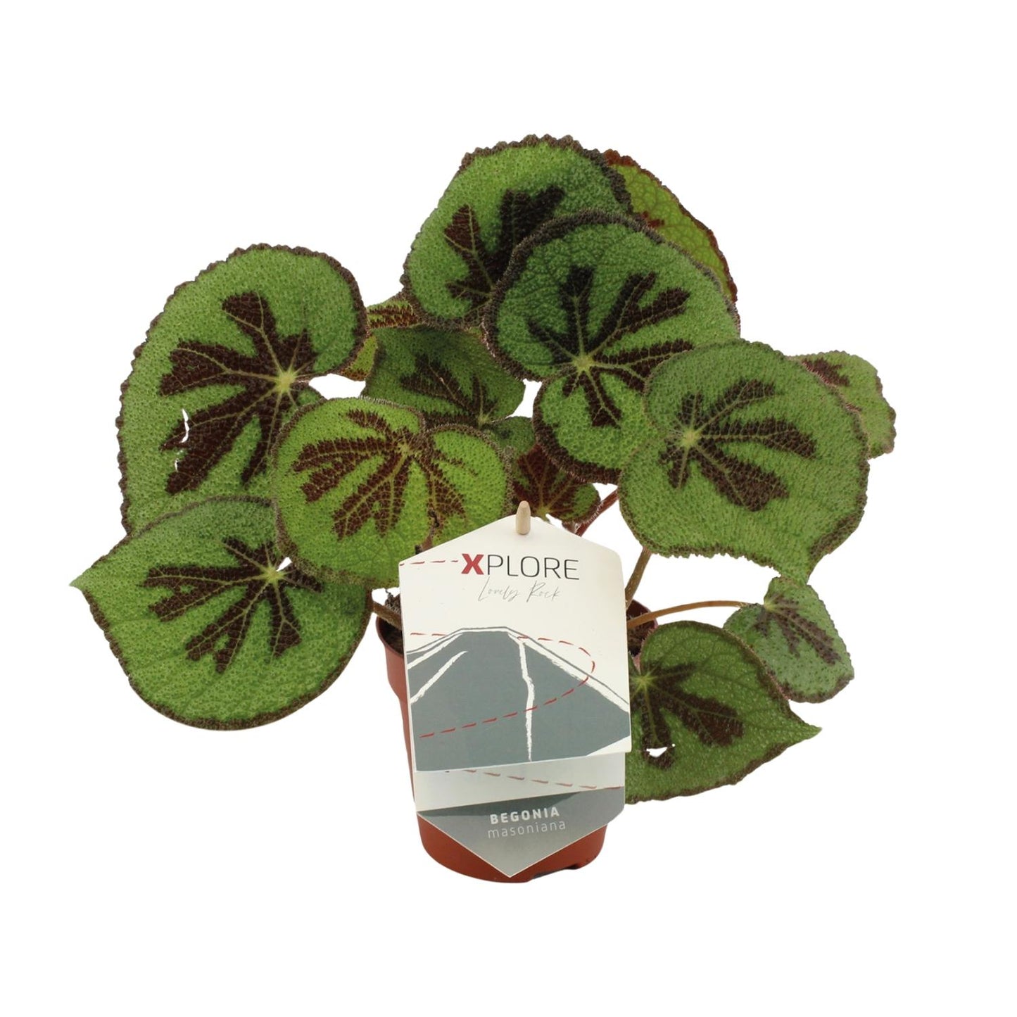 Begonia Masoniana Rock – Pflegeleichte King-Begonie Ø12 cm