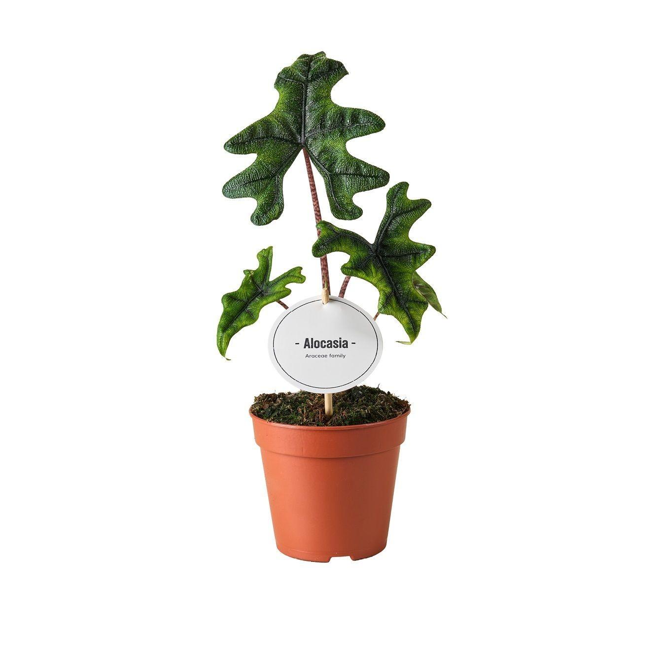 Alocasia Jacklyn – Exotische Zimmerpflanze Ø12cm