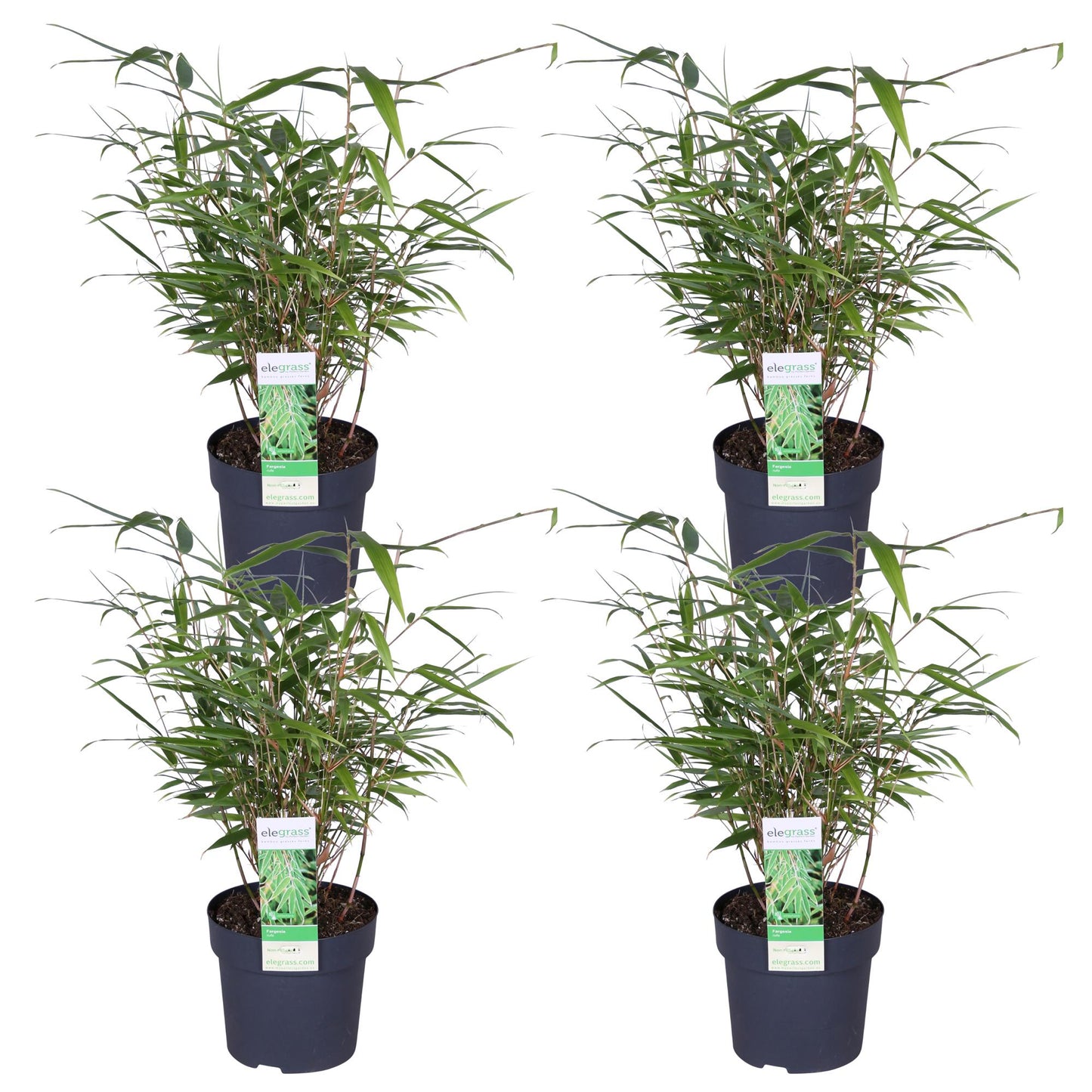 4x Fargesia rufa Bambus Ø14cm, 40cm hoch – kompakt & pflegeleicht