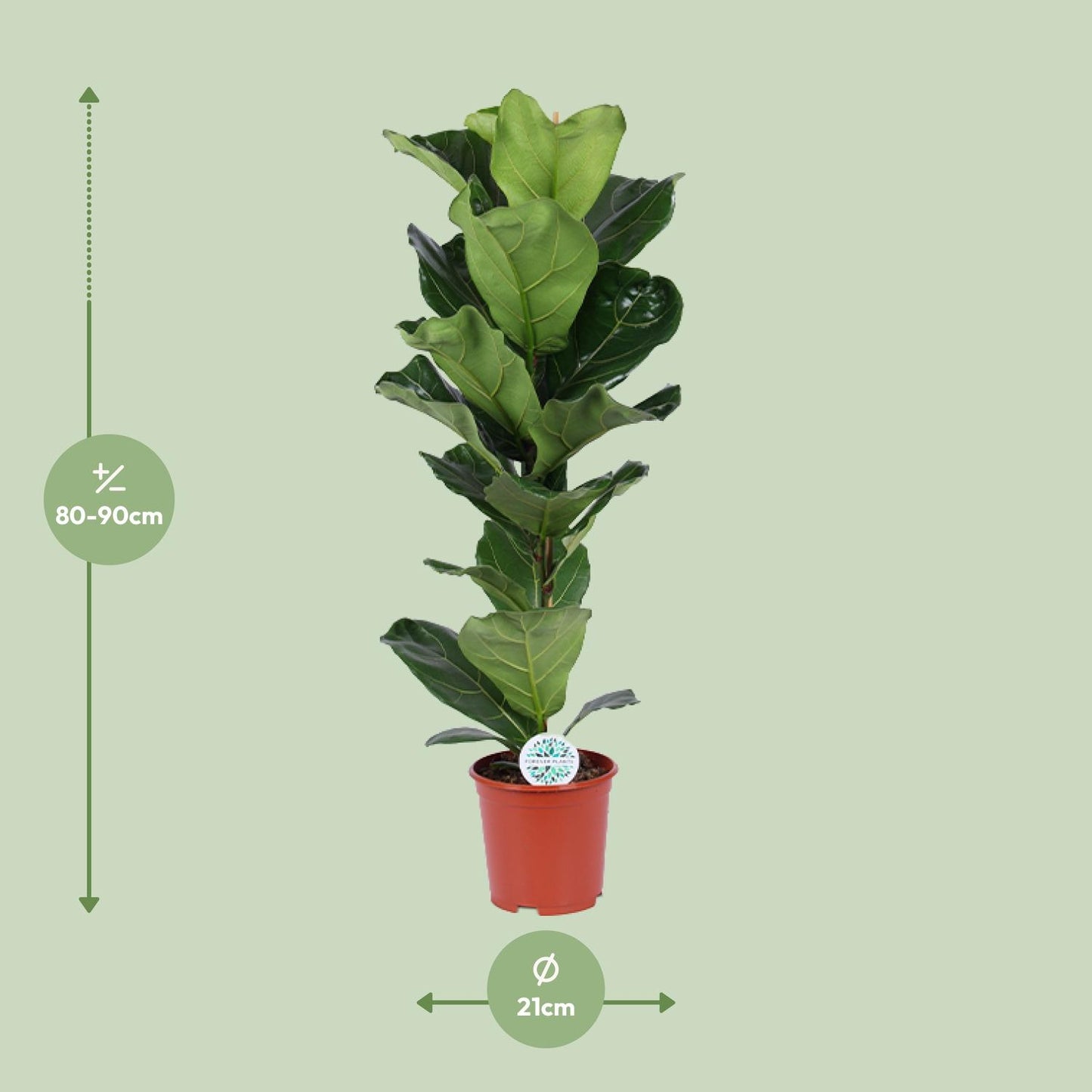 Ficus Lyrata – Geigenfeige Ø21cm, ca. 90cm hoch