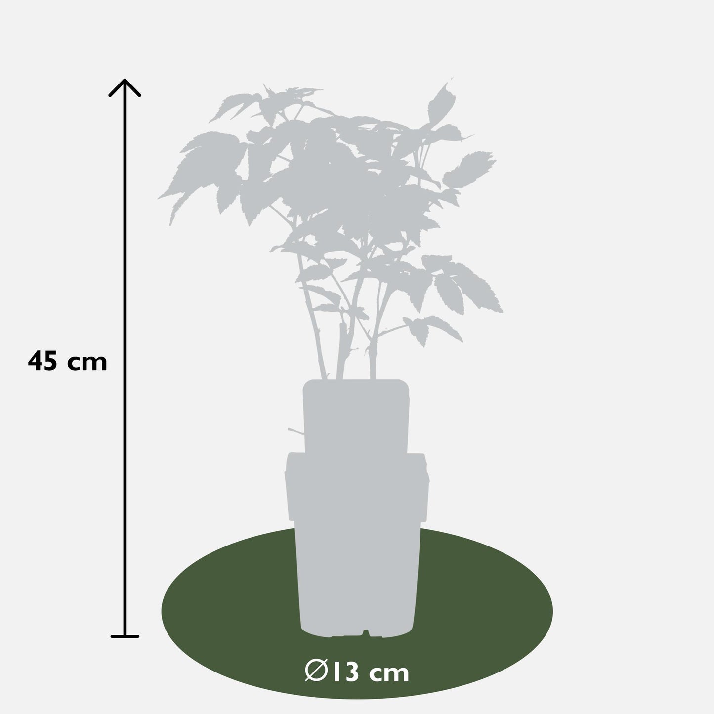 Rubus idaeus 'Malling Promise' – Bio-Himbeere Ø13cm
