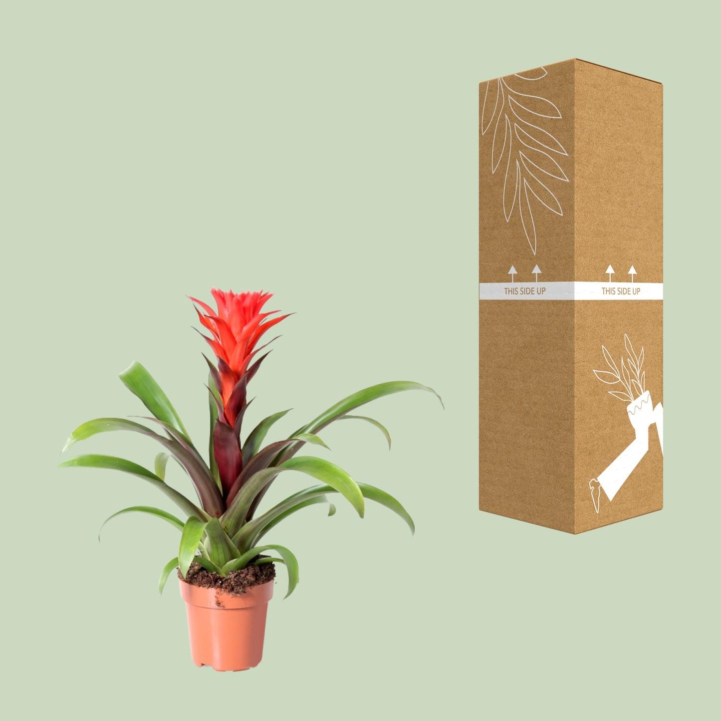 Guzmania Rockyflower Hope – Pflegeleichte Tropische Zimmerpflanze Ø12cm
